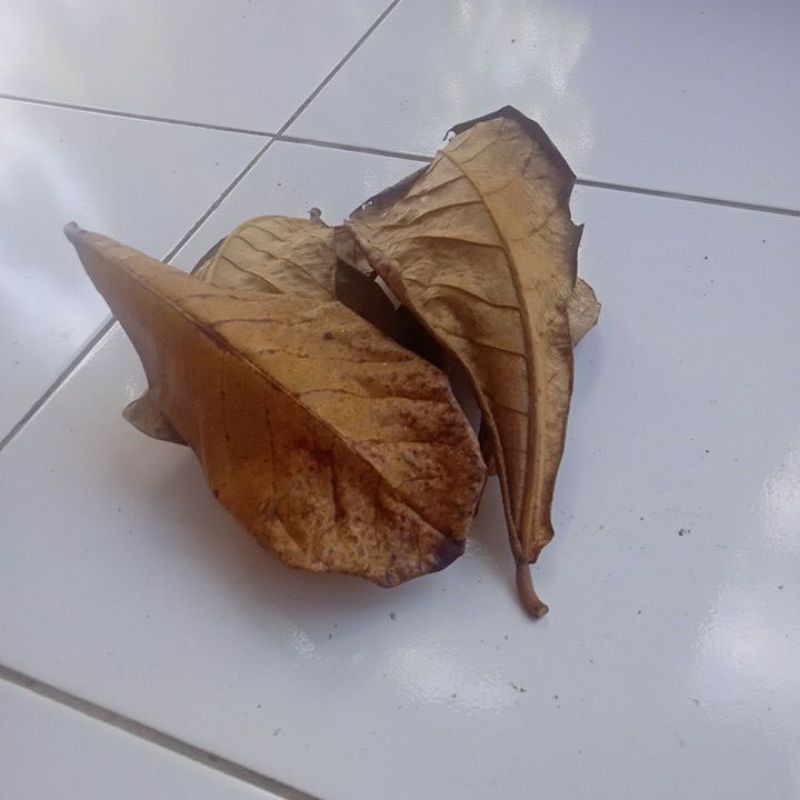 

Daun#Ketapang#Kering#Original