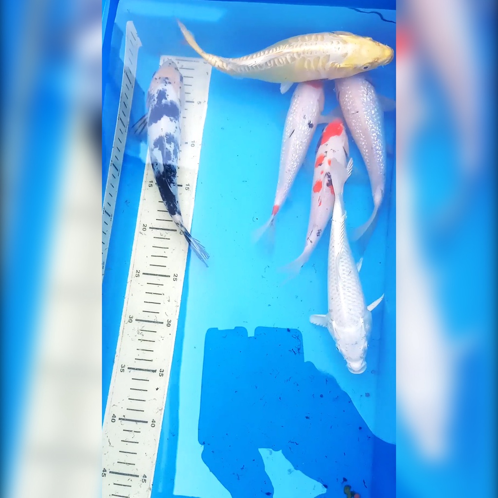 Ikan Koi Blitar Paket Mix 6 Ekor
