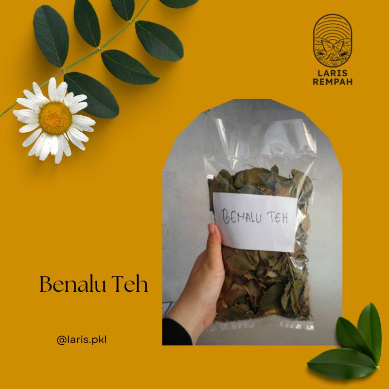 

Daun Benalu Teh, Benalu Teh Kering
