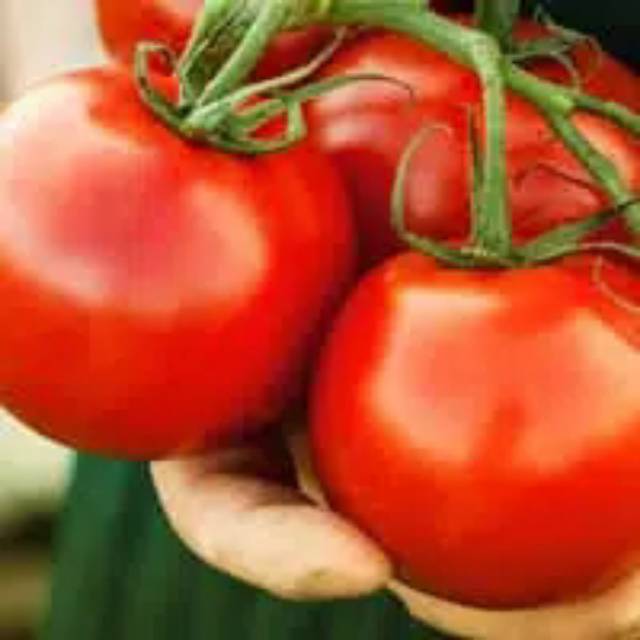 Benih Tomat Apel Merah Jumbo-3