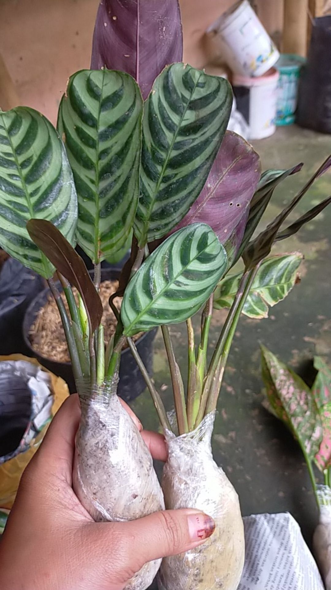 Tanaman Bunga Maranta Ekor Merak