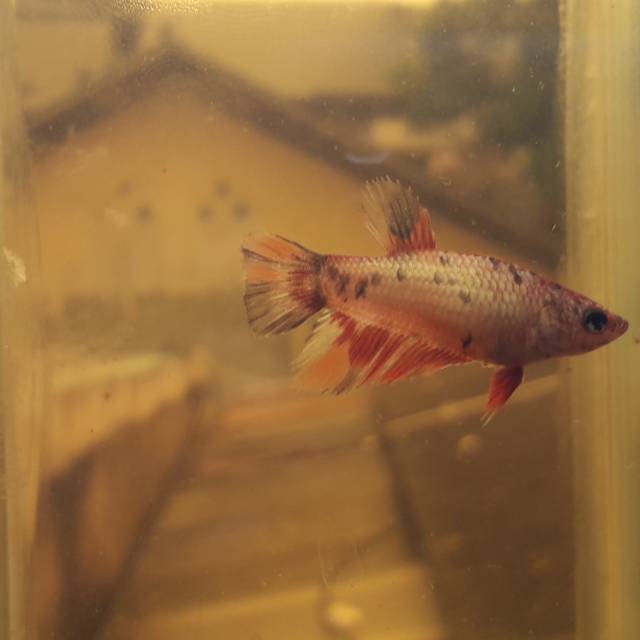 ikan Cupang HM nemo Cooper