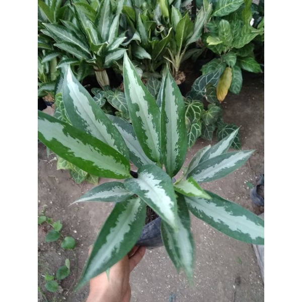 aglonema sri rejeki,,,/ bulu ayam hijau