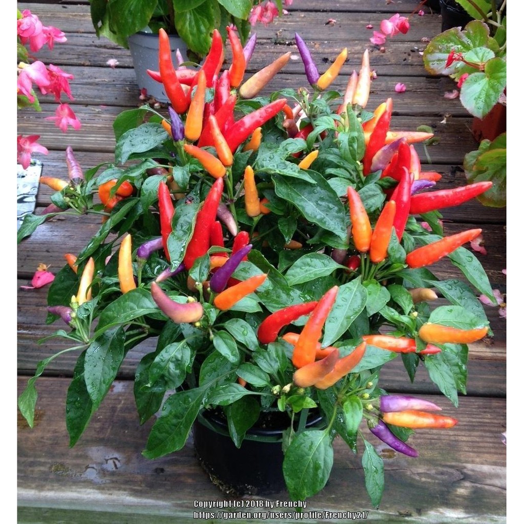 Benih Bibit Biji - Cabai Masquerade Purple Cabe Rainbow Chili Pepper Seeds