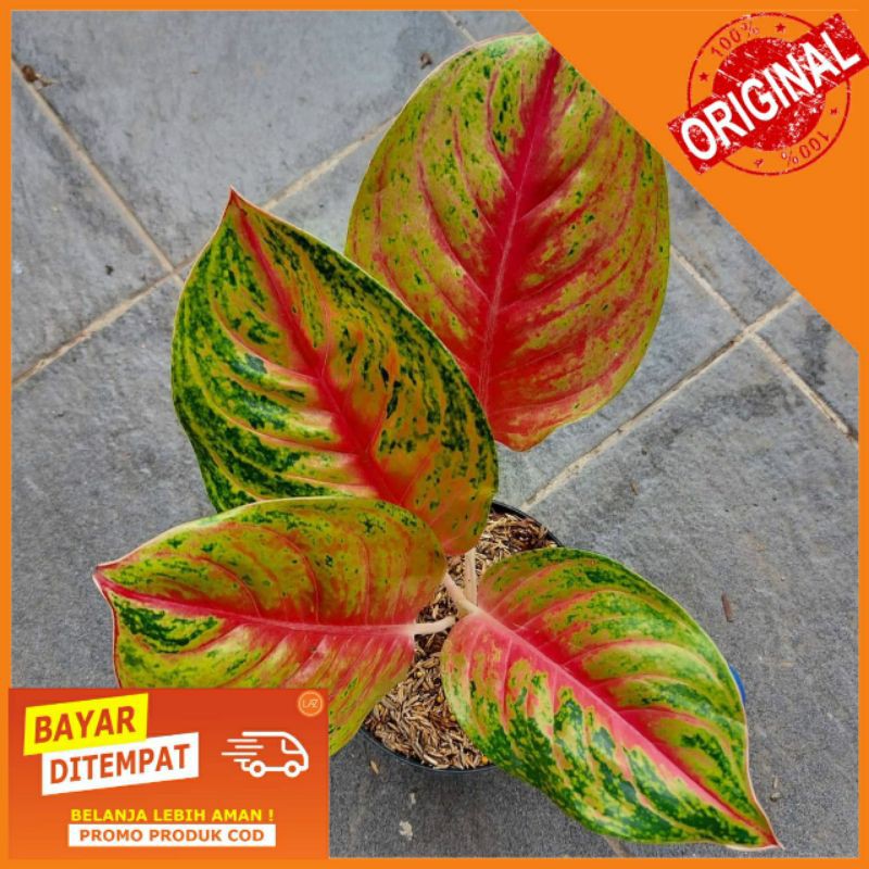 aglonema Andini Bibit 2-3 Daun / Aglaonema Tanaman Hias Bunga Import