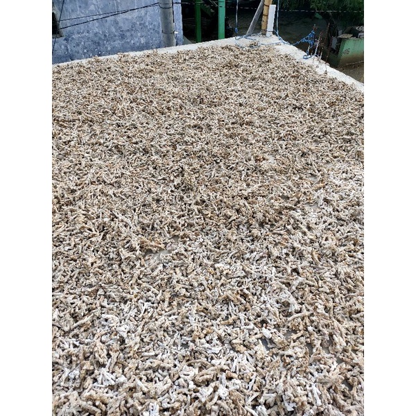 Karang Jahe 1 kg Media Filter