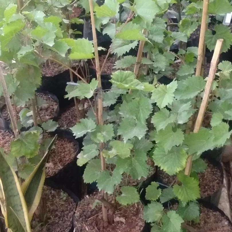 Tanaman Anggur | Tanaman Anggur rambat