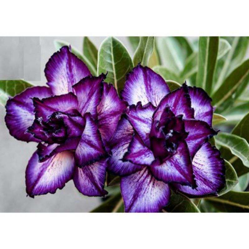 bibit bunga kamboja jepang bunga tumpuk adenium Ungu;'/ adenium cabang seribu tinggi Tanaman Hidup