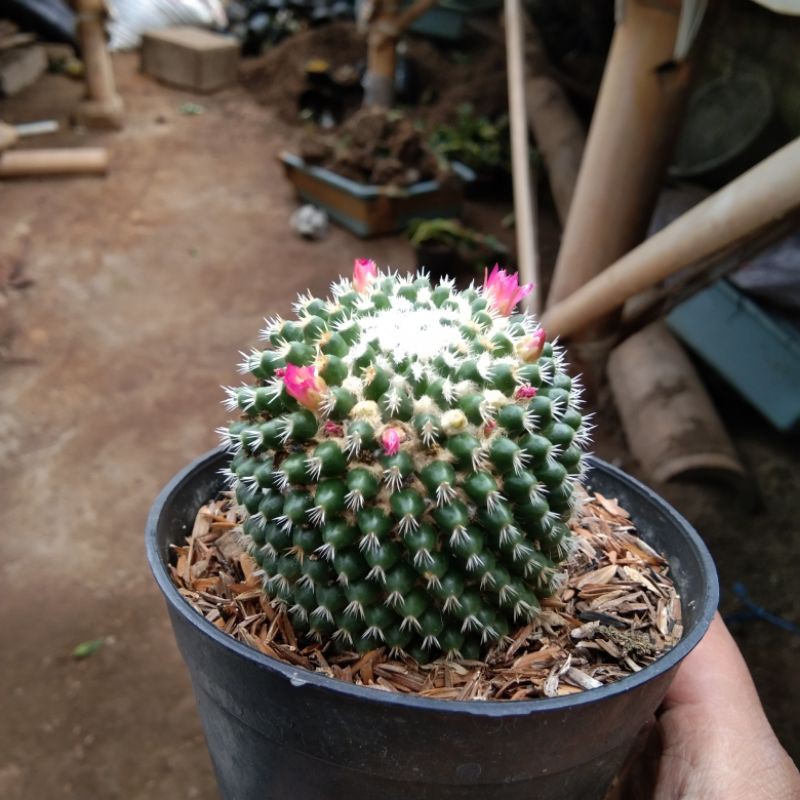 kaktus mamil hijau ownroot