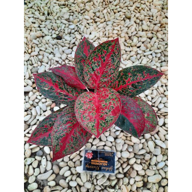 Aglaonema red stardust