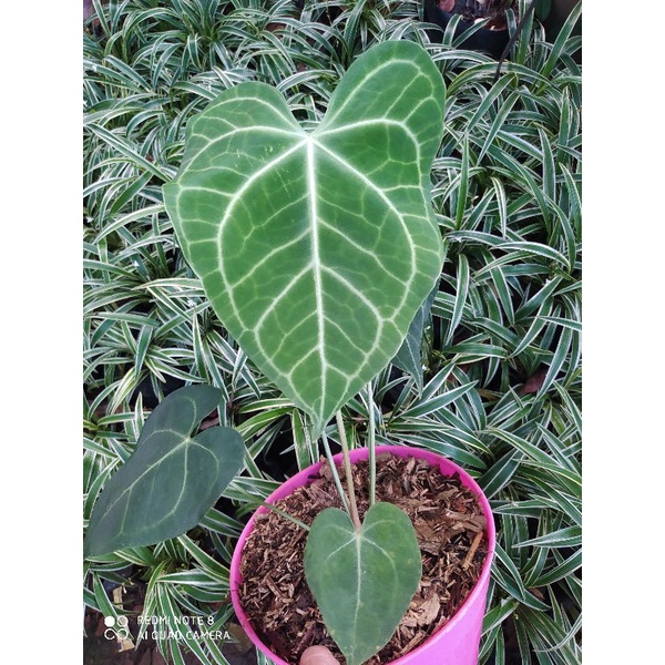 anthurium kuping gajah indukan rumpun rimbun - anthurium cristalinum