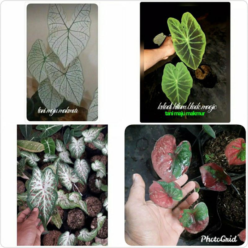 PAKET 3 TANAMAN KELADI WARNA CANTIK