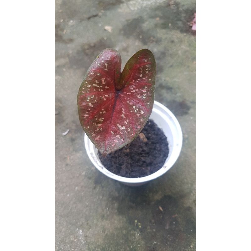 

anakan caladium darkcoco