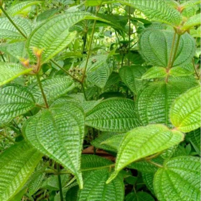 

daun harendong bulu segar fresh 1kg murah