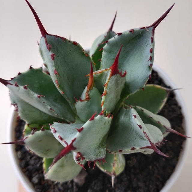 Agave Potatorum 'Cubic'