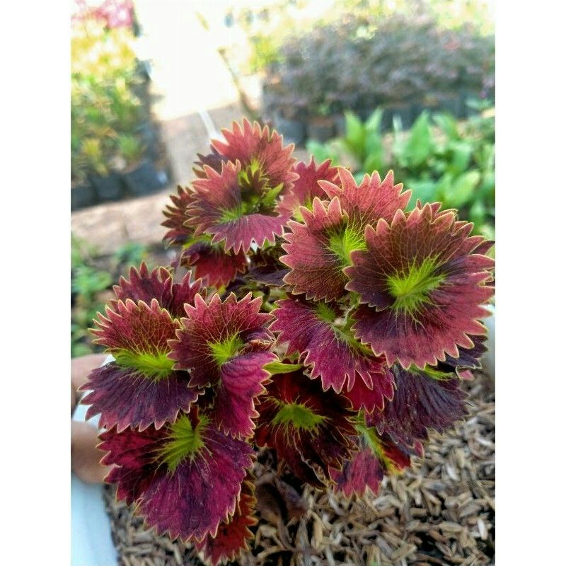 Tanaman Hias miana Bulu Landak