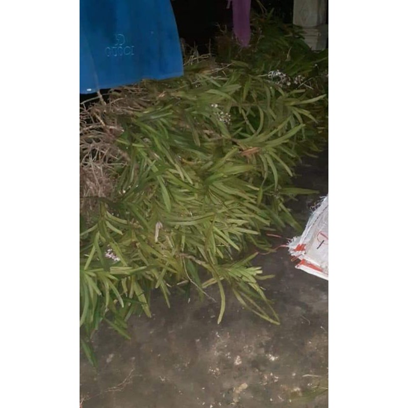 ID ANGGREK VANDA / ANGGREK VANDA TRICOLOR DEWASA