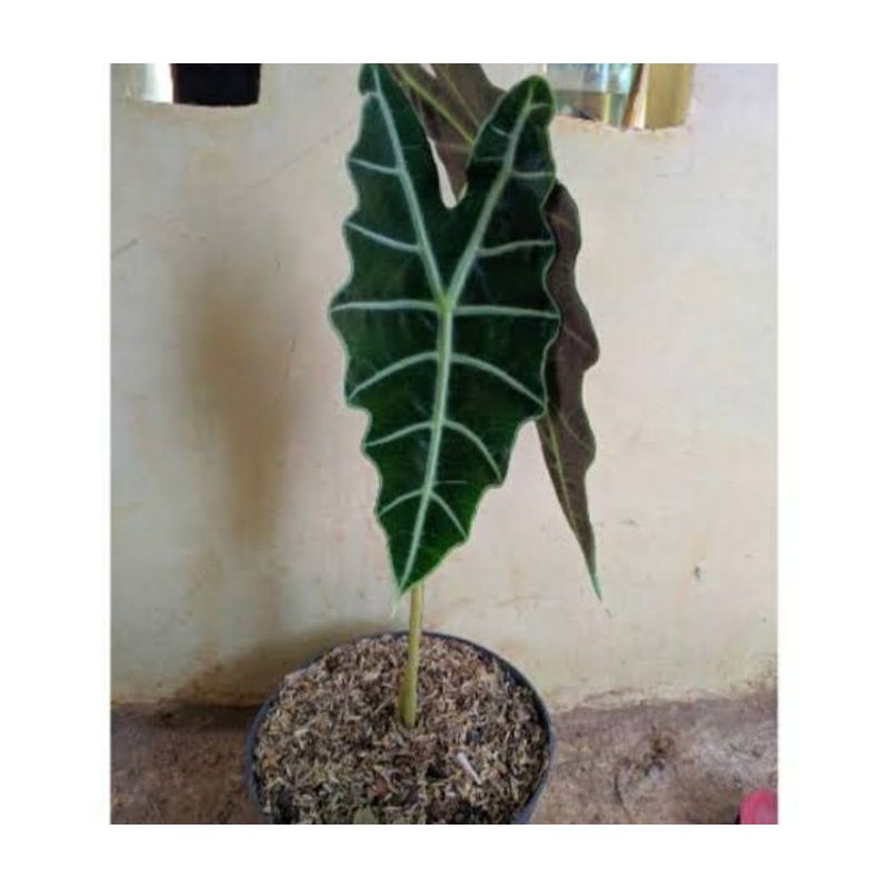 Tanaman hias keladi tengkorak - keladi tengkorak bibit