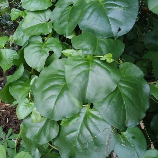 

Bianhong hijau segar pres murah