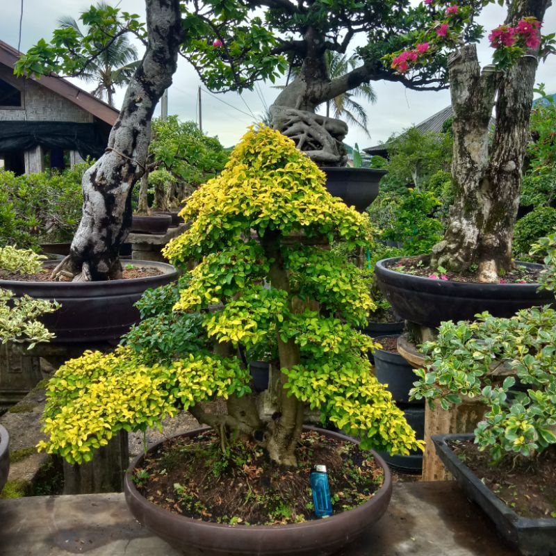 bonsai jadi tinggal di pajang legistrum (bonggol besar.)