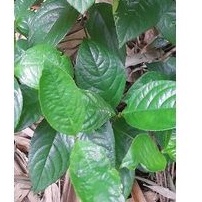 

Daun keras Tulang segar atou Herbal daun keras tulang segar petik langsung per 500 grm