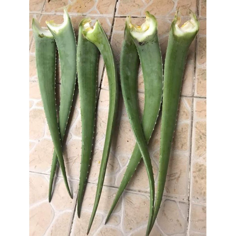 

jual pelepah lidah buaya segar 250grm