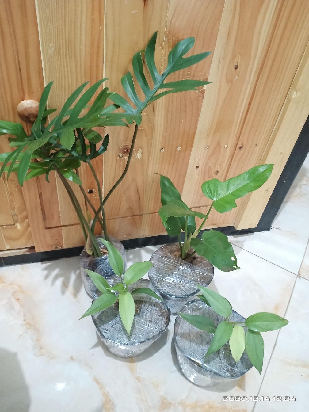 Philodendron Hastatum Silver Lokal/philo Silver Sword Lokal