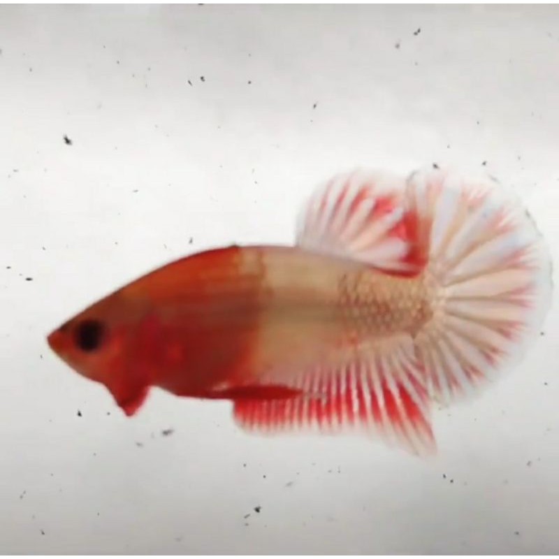 cupang FCCP orange head line vietnam