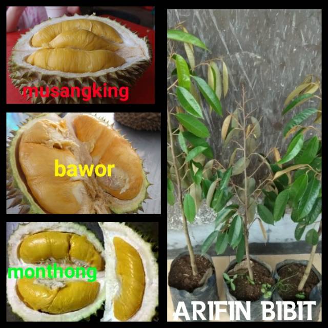 Paket durian 3 bibit