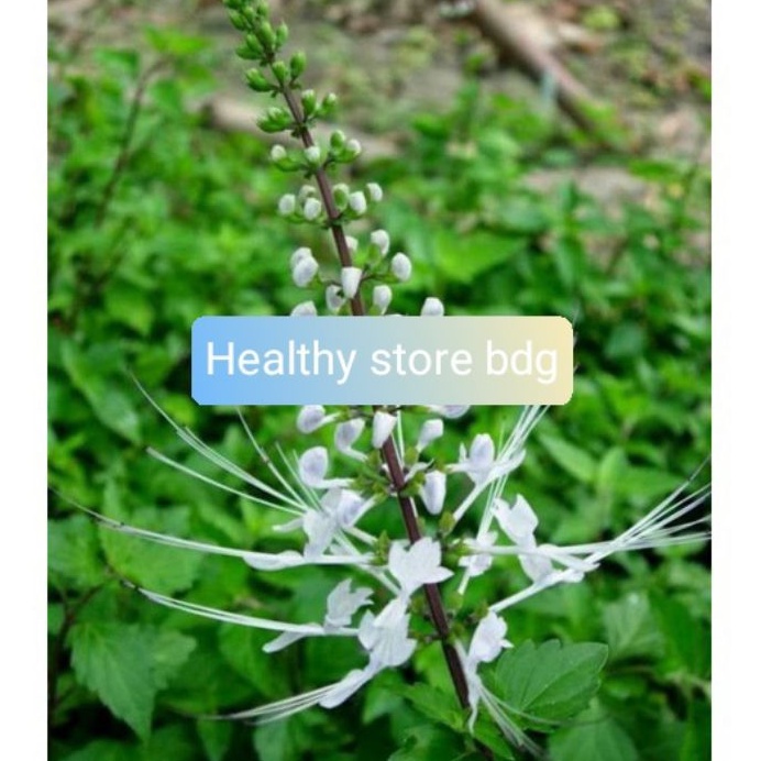 

Daun Kumis Kucing Segar 600 Gram