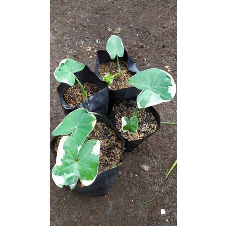 Tanaman Hias Xanthosoma Albo Marginata| Keladi Mickey Mouse | Keladi Elephant Ear | Keladi Semar Var