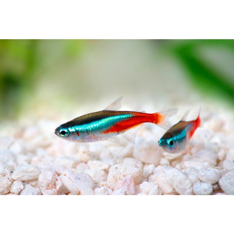 

Neon tetra - ikan hias aquascape