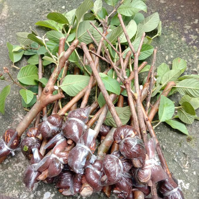 Bibit Cangkokan Jambu Kristal IPB