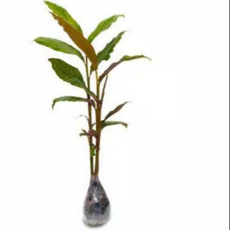 Bibit tanaman pohon kecombrang/combrang/rombeh/kincung/honje/ sayur