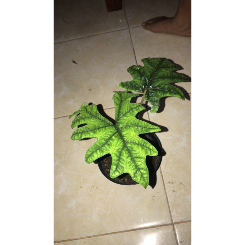 alocasia jacklyn (rawatan dari bonggol)