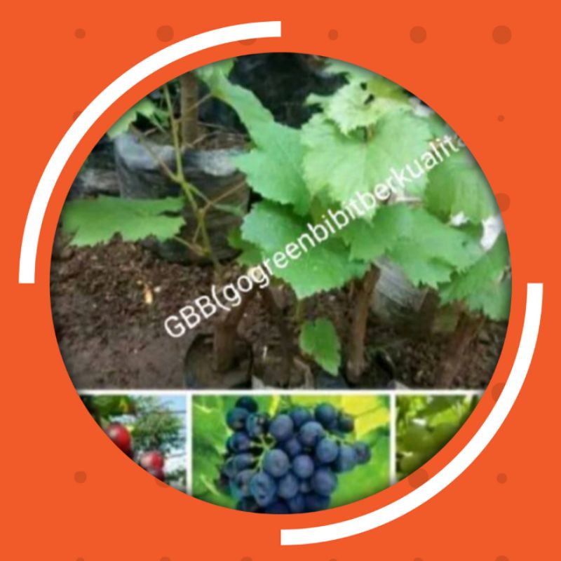 Paket murah bibit anggur  Isabella 3 Batang merah hitam hijau