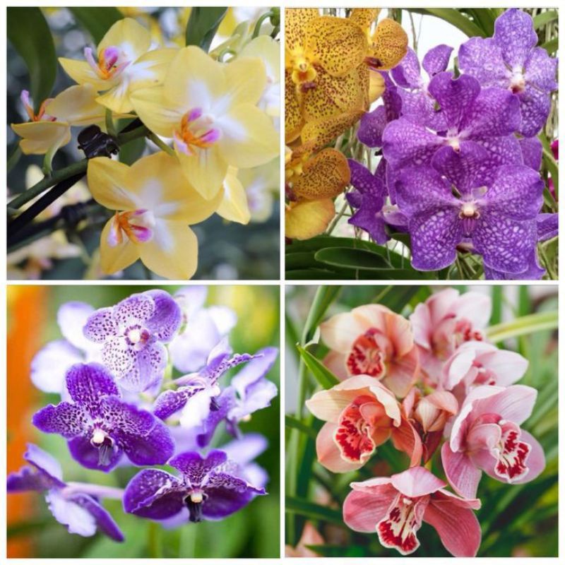 PROMO paket 4 tanaman hias hidup cymbidium - tanaman hias hidup-bunga hidup cymbidium-tanaman hidup 