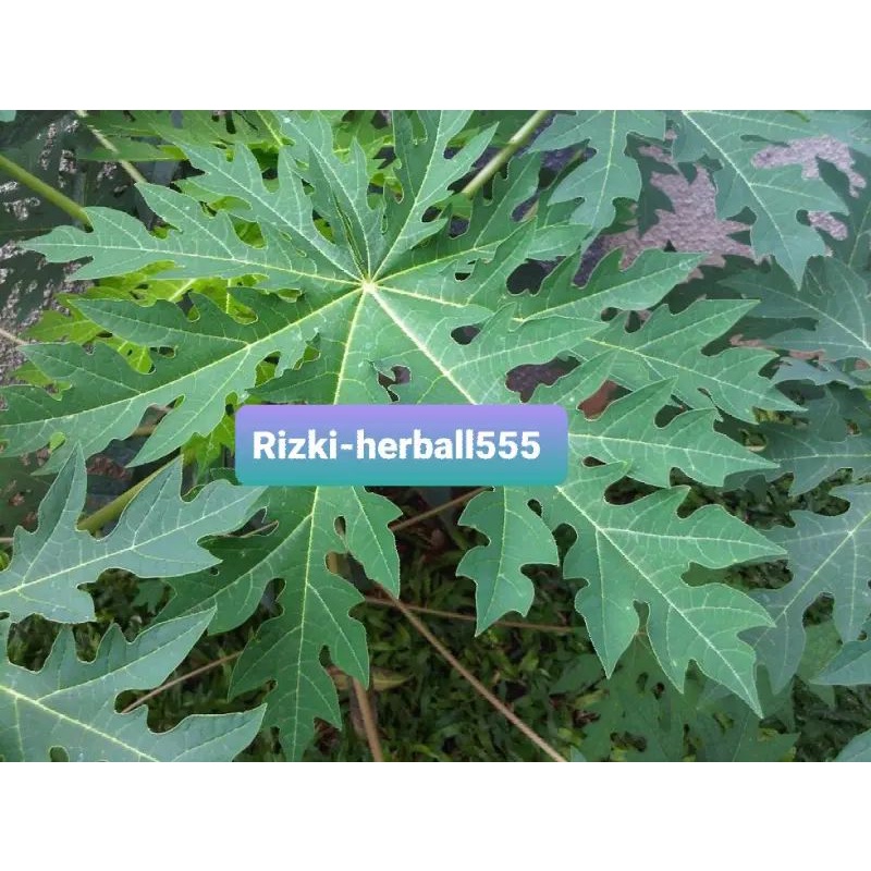 

daun pepaya segar paket 1kg