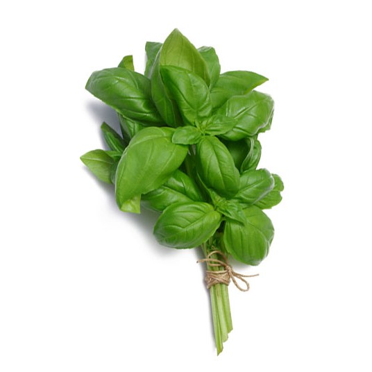 

Basil Italian 100 Gram ( Organic Italian Basil )
