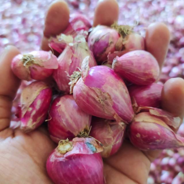 Bawang Merah Jawa 1Kg . Brambang jowo . Bumbu Dapur