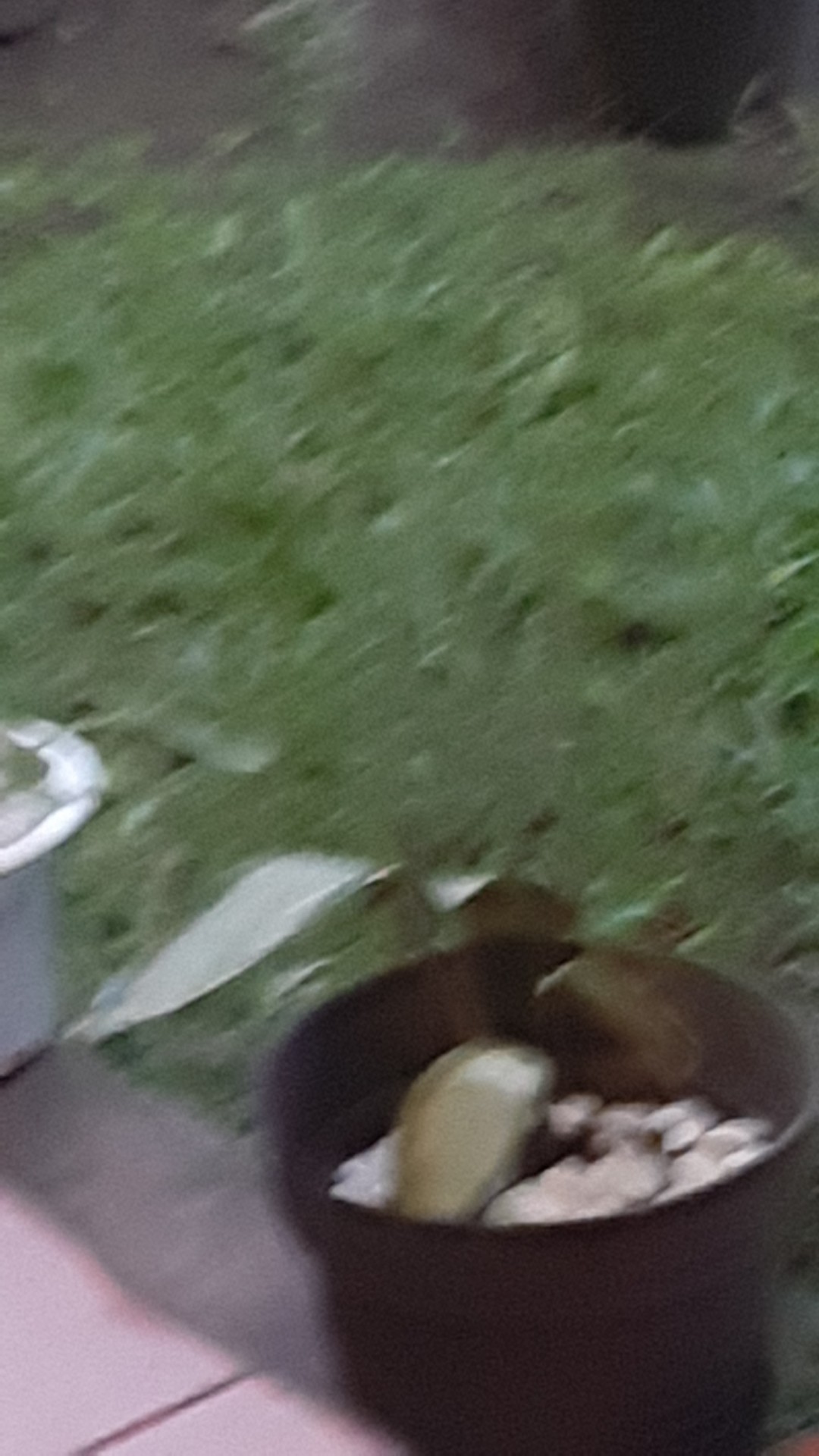 Tanaman Indoor Sensivera Moonshine - Tanaman Hias Sensivera Moonshine