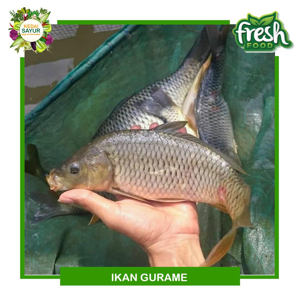 

Ikan Mas Segar Hidup Gratis Potong 500 Gram - Gerai Sayur Ikan Segar Depok