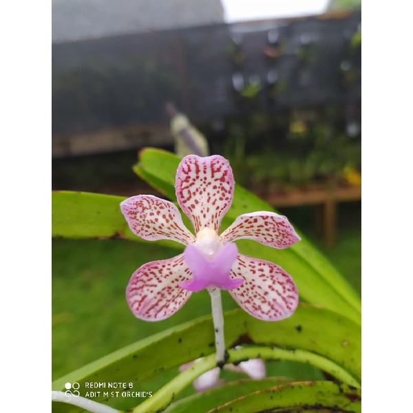 anggrek vanda tricolour var suavis
