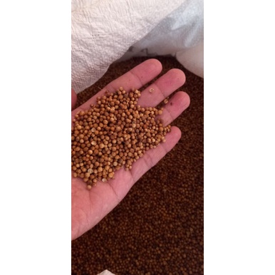 

Ketumbar 1kg Asli Murni Biji Ketumbar