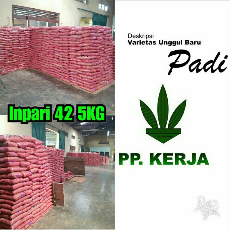 benih padi unggul Inpari 42 agritan gsr tahan penyakit