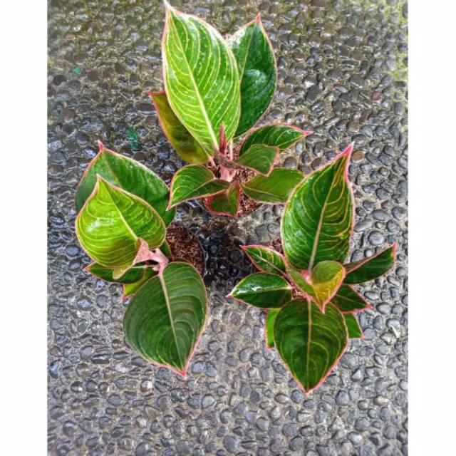 Bibit Bunga Aglonema LIPSTIK GREG