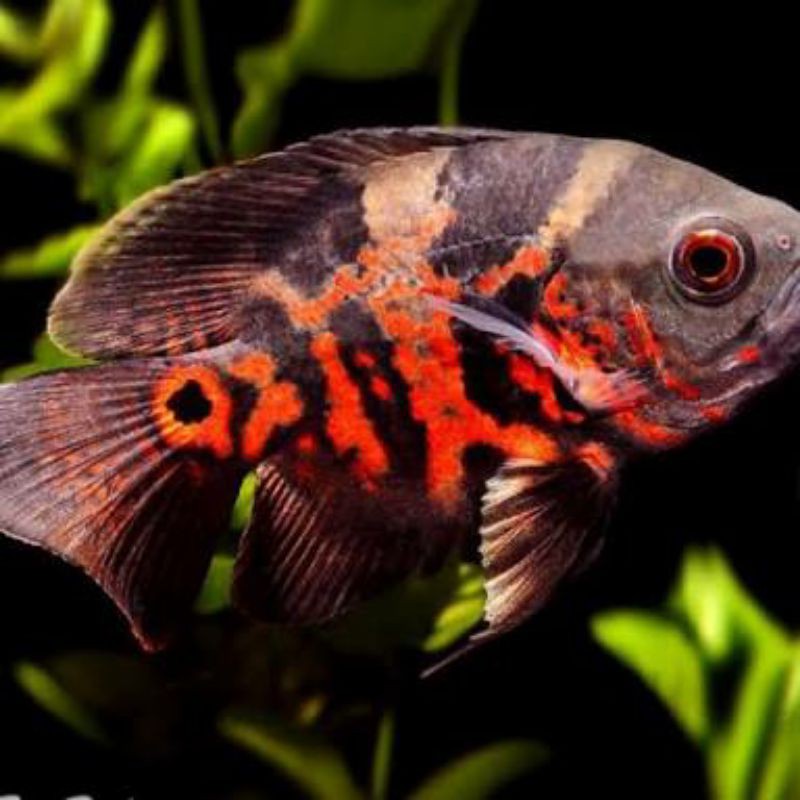 ikan Oscar tiger batik black size 3cm