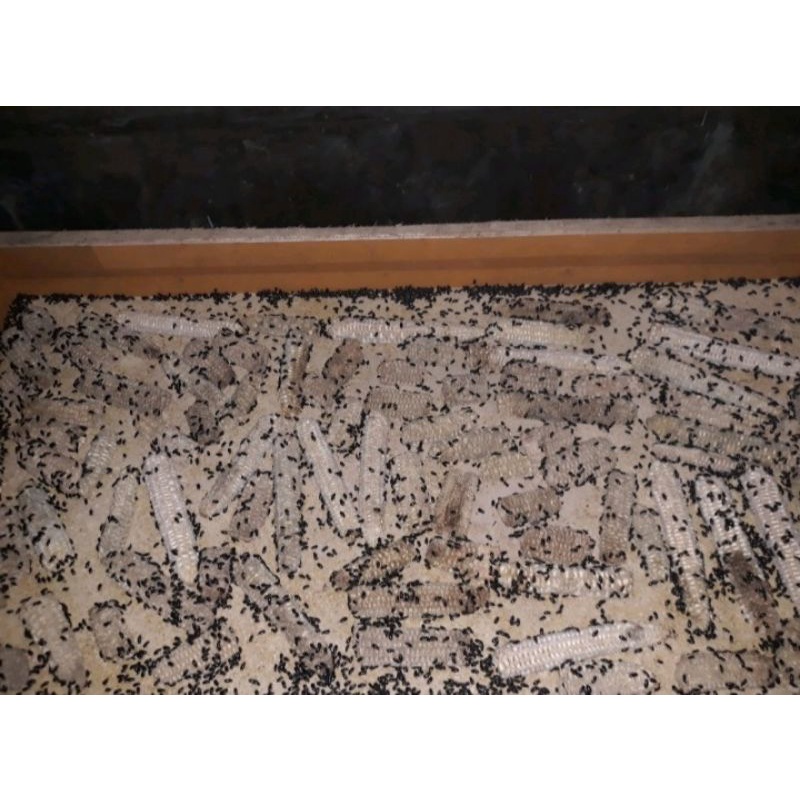 kepik ulat kandang 1000 ekor