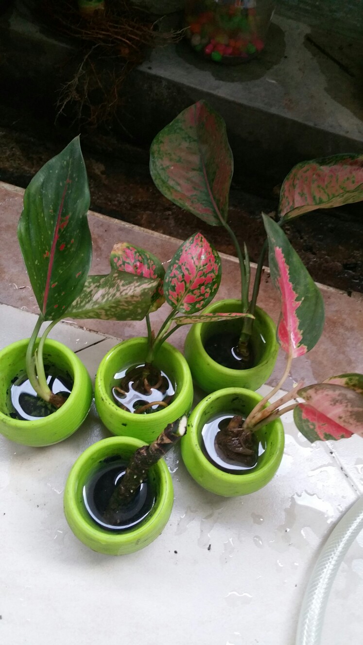 Tanaman Hias Aglonema Rotundum