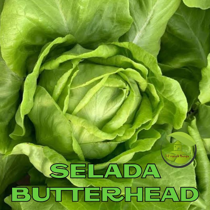 Benih Selada Butterhead